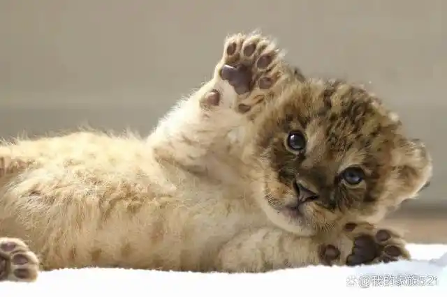 可爱度大爆表!小奶狮吃手手卖萌