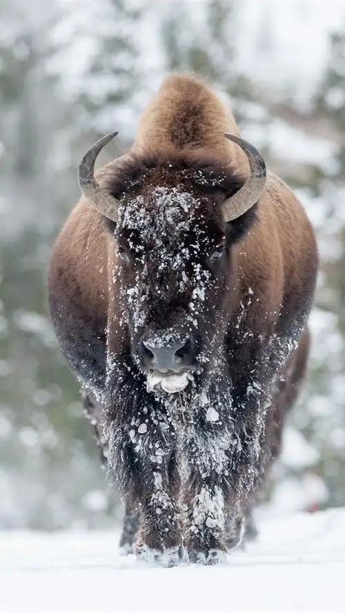 动物,在冬天的水牛,雪
