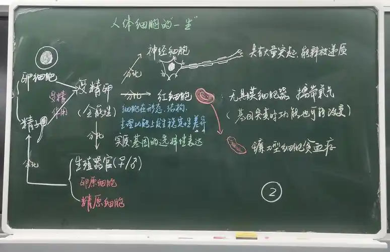 看生物教师妙笔生花湖州市直生物教师板书设计大赛在滨湖高中举办
