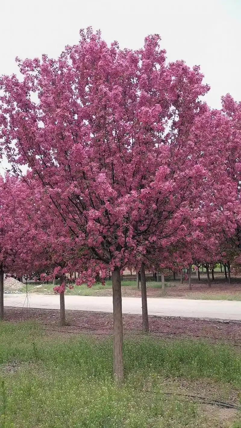 基地直销:各种分支绚丽海棠 - 抖音