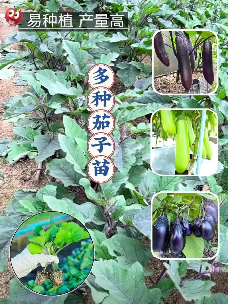 吃不完 根本吃不完,这些茄子苗的品种优 - 抖音