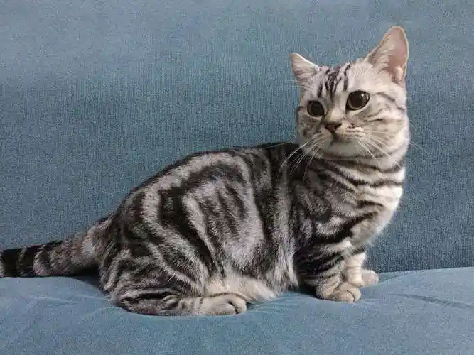 美短猫有几个品种(美短猫有几个品种图片) | i2723百科网