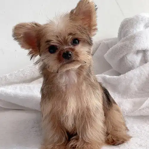 金头金背约克夏弟弟疫苗齐全小体巴掌大