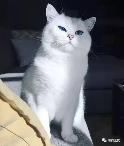 这个猫浑身带着一股妖气,却被评为世界上最帅的猫