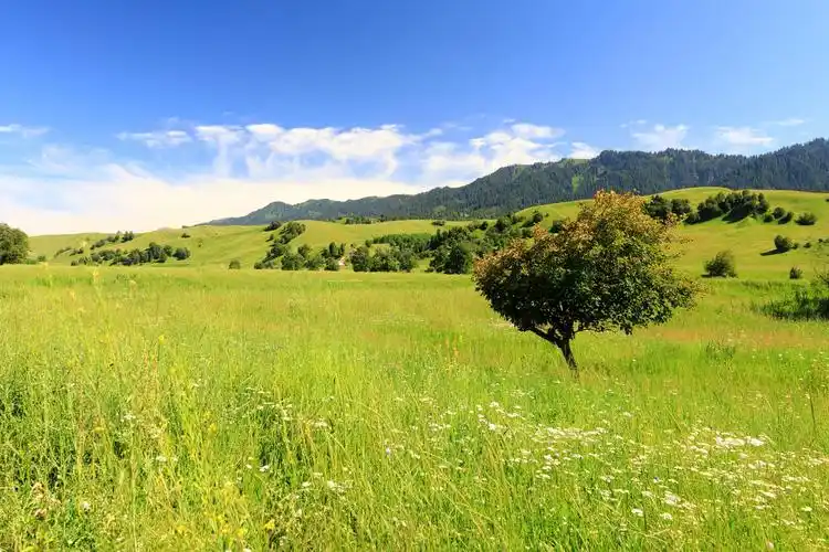 其它 心将新疆之二——陪你一起看草原 写美篇 喀拉峻大草原属典型的