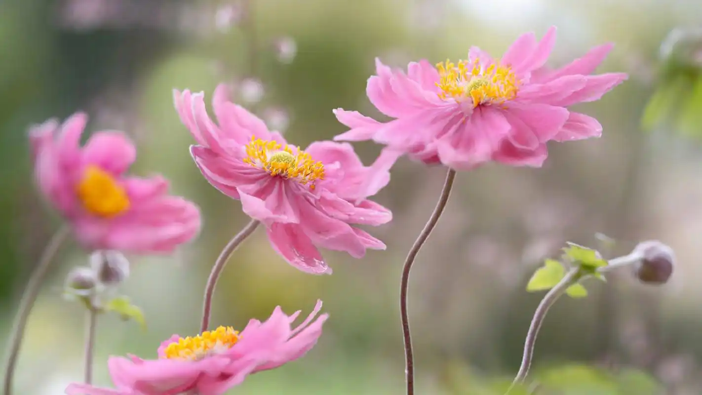春天唯美小花微距摄影图片壁纸