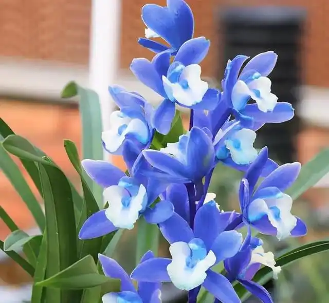 此兰比较独特,人称"最美兰花",花色宝蓝,开品大气,很高雅