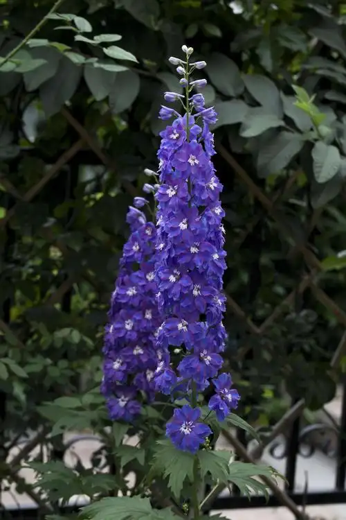 开成大花柱的大花飞燕草