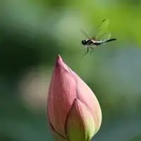荷花蜻蜓微信头像_微信头像图片大全