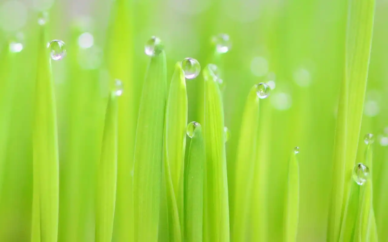 绿色植物护眼桌面壁纸图片下载1