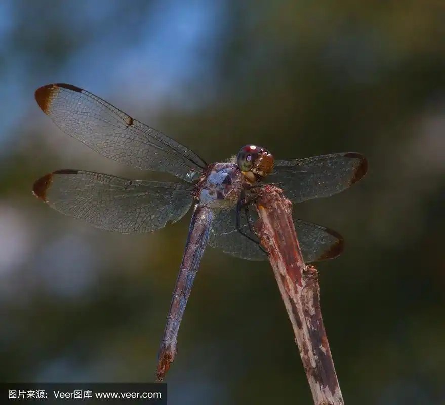 昆虫,褐色,灰色,动物嘴,蜻蜓