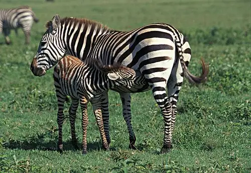 哺乳动物图片_哺乳动物图片大全_全景网