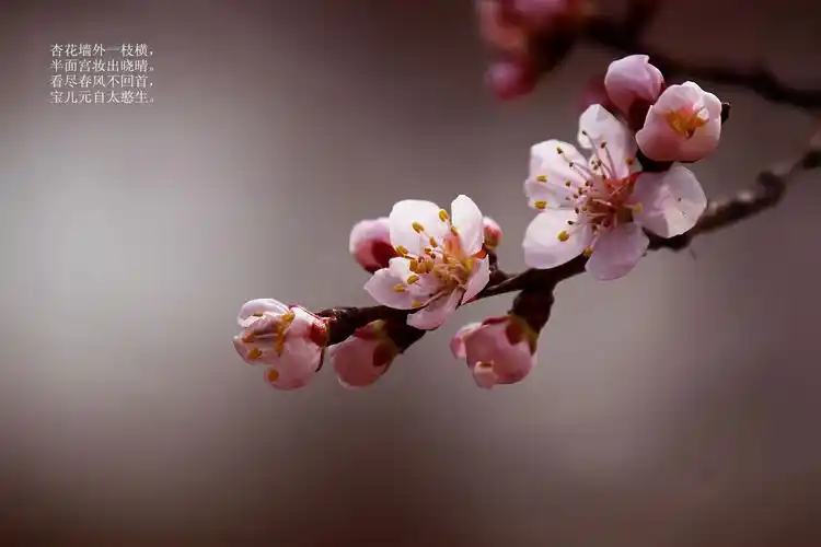 杏花墙外一枝横