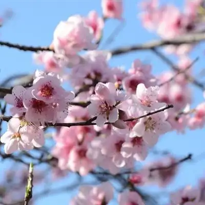 好看的桃花微信头像