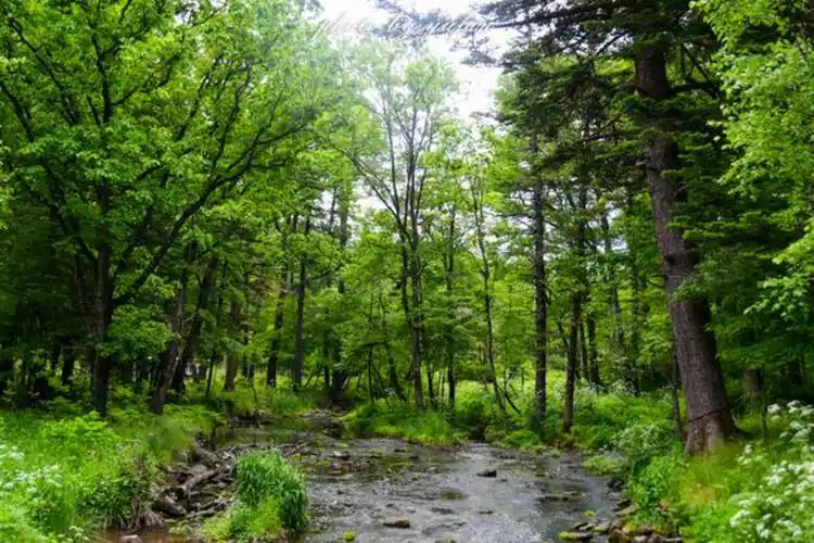 露水河原始森林狩猎场,全国都酷热难挡,这里却一片清凉_长白山西景区
