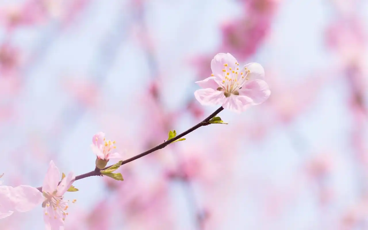 粉色桃花唯美高清图片桌面壁纸