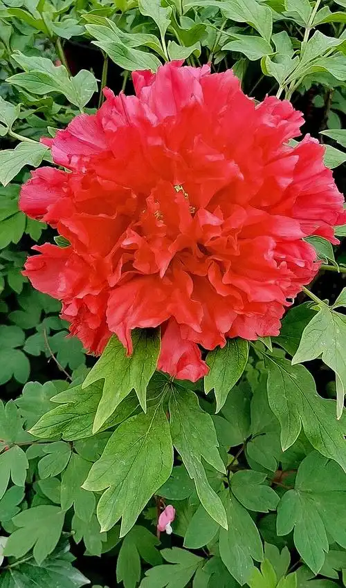 红牡丹花语富贵圆满