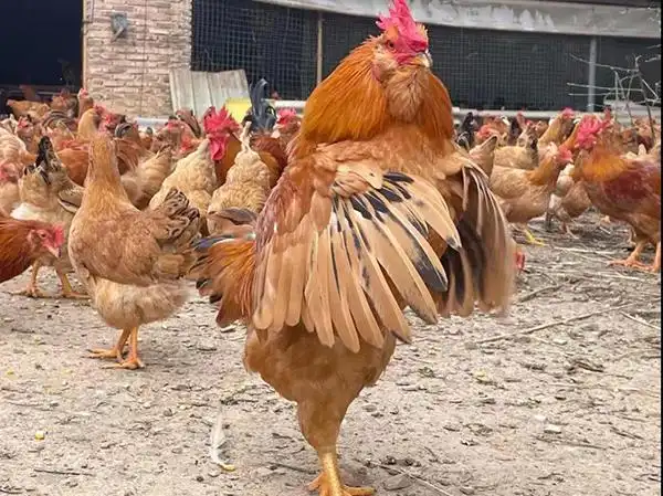 象洞鸡啄开乡村振兴之门