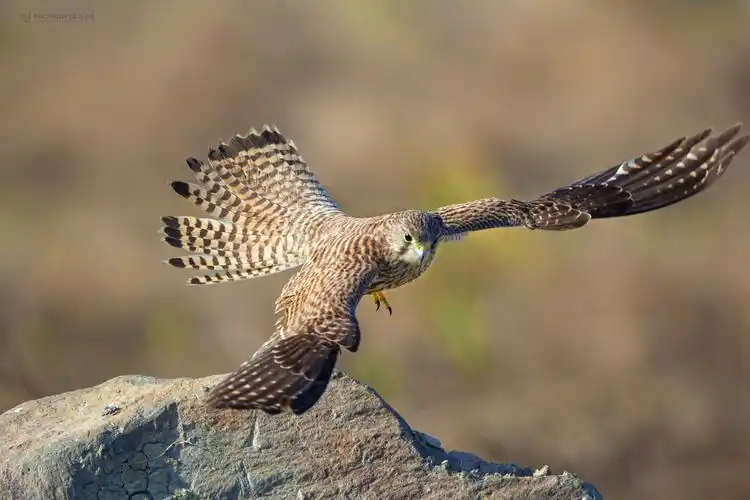 红隼  common kestrel    falco tinnunculus   隼形目  隼科