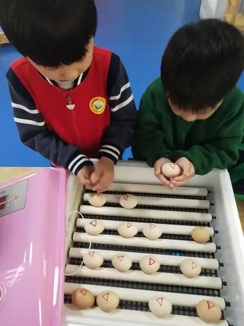 永兴县向阳幼儿园——21天生命之旅之鸡蛋孵化篇(第5天)
