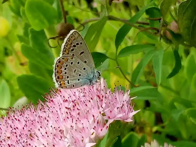 可爱的小蝴蝶*^_^*