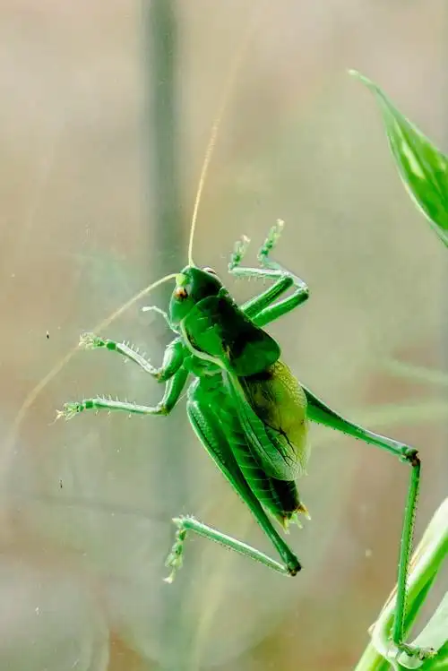 《摄影日记》2019(005)蝈蝈