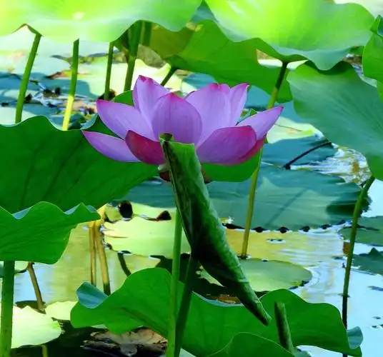 北海公园荷花又到花开初露,蓝天下更显艳丽,今天观看并拍了几张照片