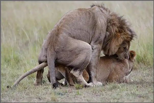 【巨搞笑】搞笑动物之狮子繁殖生活图合图集--草原霸主狮子的那点事