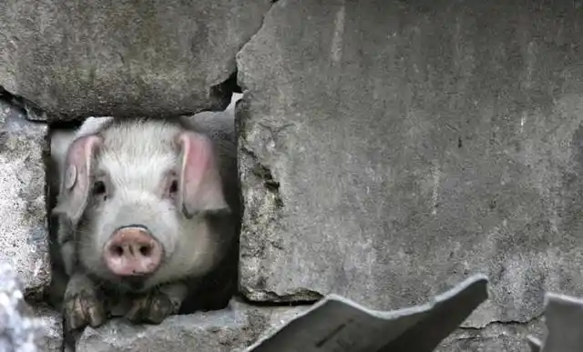 当年汶川地震中那头猪坚强现在过得怎么样了