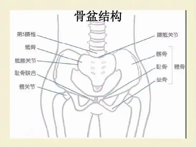 简单3个体式滋养脊柱矫正骨盆消灭小肚子