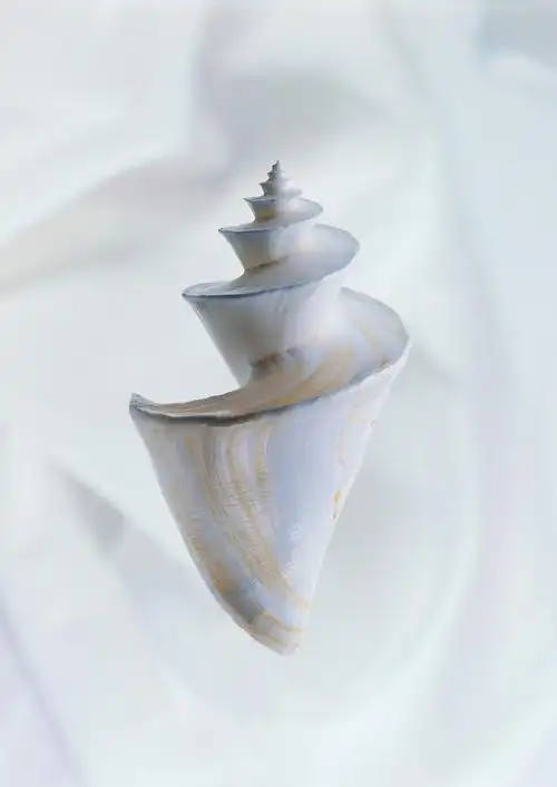 贝壳,海螺,海洋世界贝壳图片 贝壳,海螺