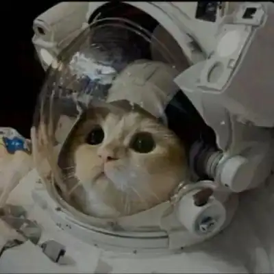 2023可爱高清猫咪头像帅气大全