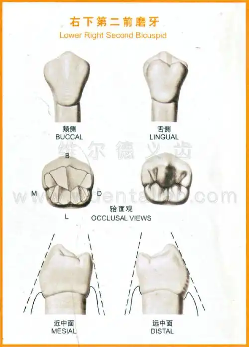 牙齿解剖形态图