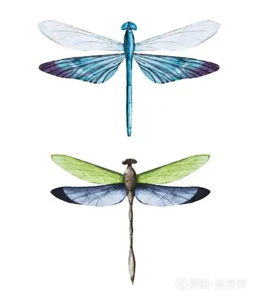 水彩的蜻蜓