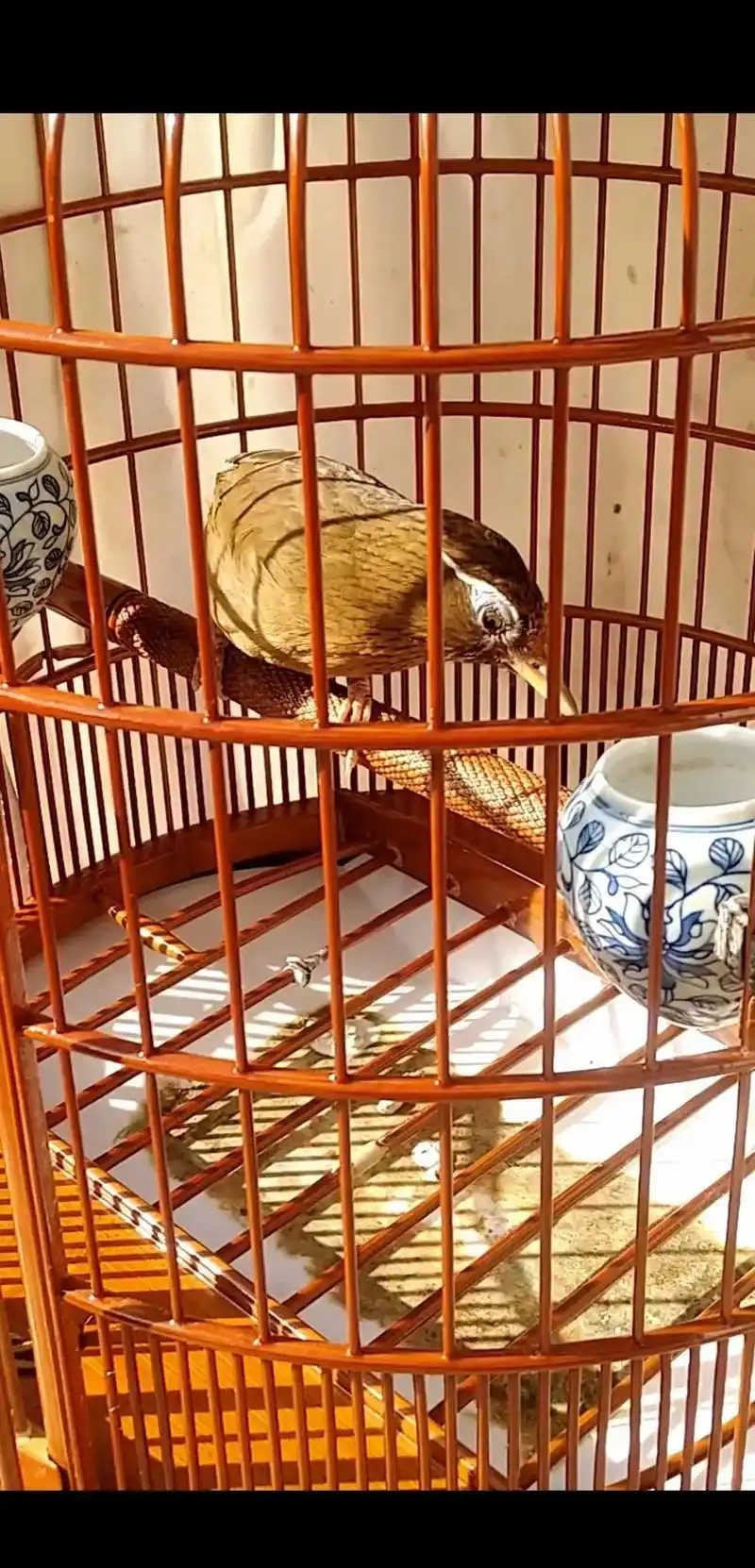 鸟笼鸟具 #竹子手工制作工艺 #笼中鸟 #纯手工打造 网络 - 抖音