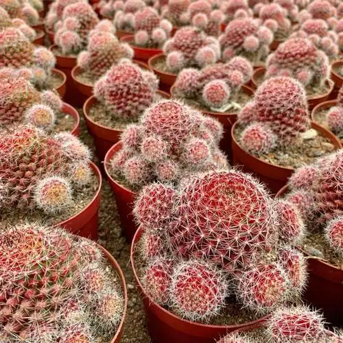 红娜丸仙人球红色稀有品种自根仙人掌类植物多肉花卉小盆栽 红娜丸单