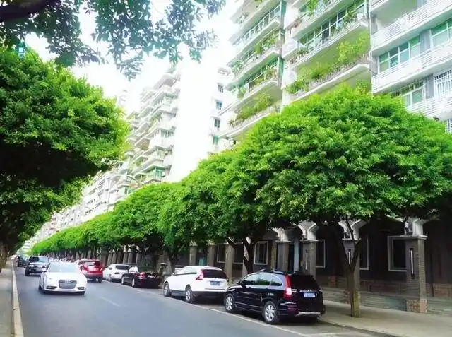 园林植物按功能分为5类:行道树,庭荫树,孤赏树,分割林,绿篱