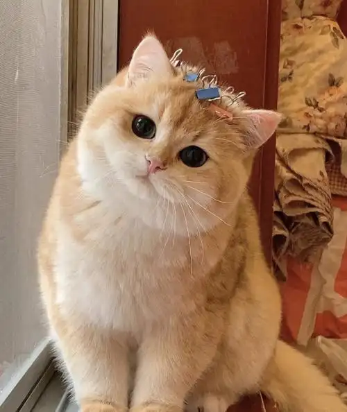 小猫咪的歪头杀谁能遭的住