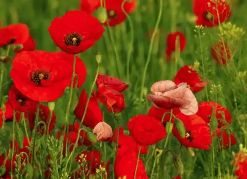 罂粟花作者翁文科