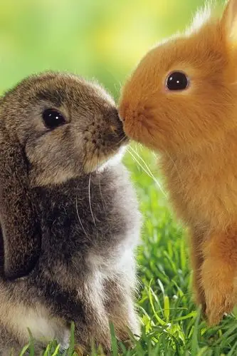 两只兔子,灰色和橙色,草 640x960 iphone 4/4s 壁纸,图片,背景,照片
