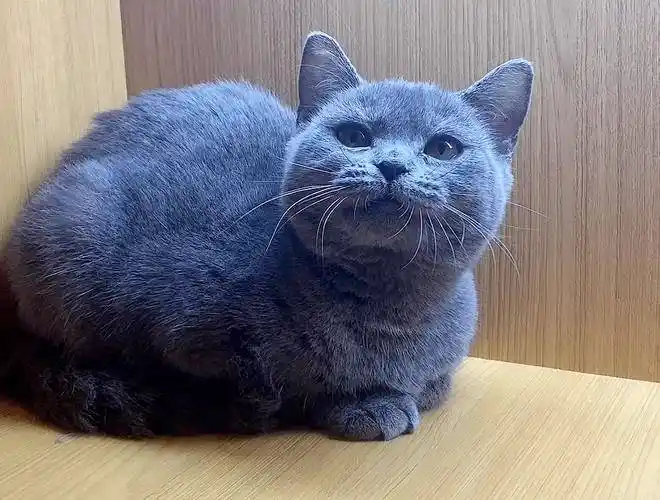 英短蓝猫