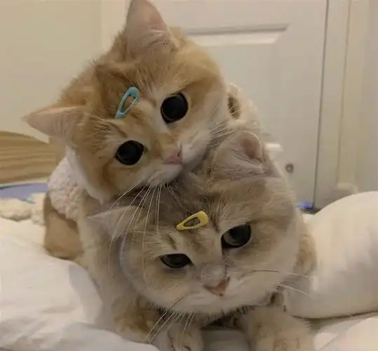 情侣头像猫咪篇