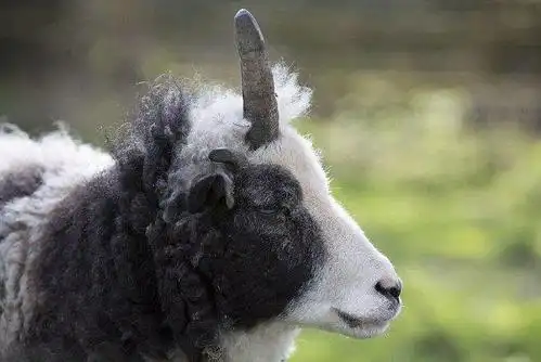 传说中的独角兽英国现身