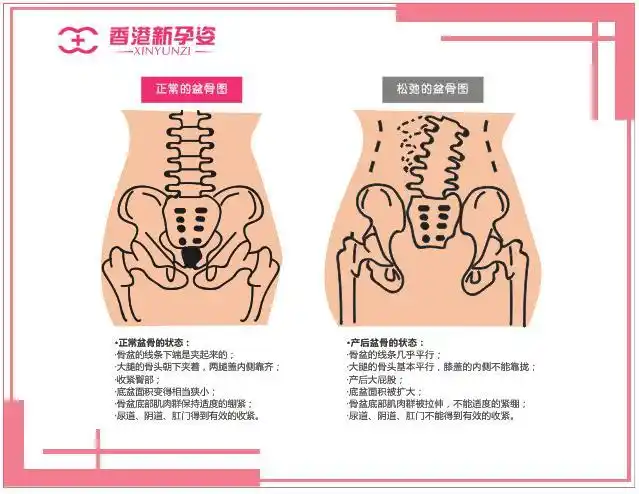 分娩前后骨盆的变化