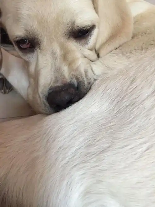 拉拉下眼睑下垂发红眼睛有点睁不开是怎么回事啊