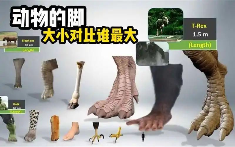 动物的脚谁的最大