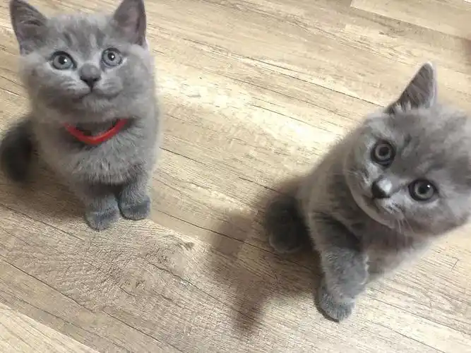 家养英短蓝猫幼猫找新家了