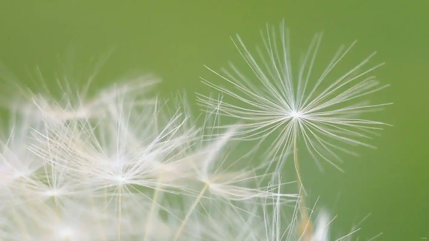 唯美小清新壁纸,太喜欢啦