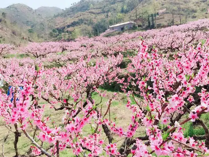 绽放开来,听邻居们说不远的地正在做旅游景点,有整山的桃花,于是查了