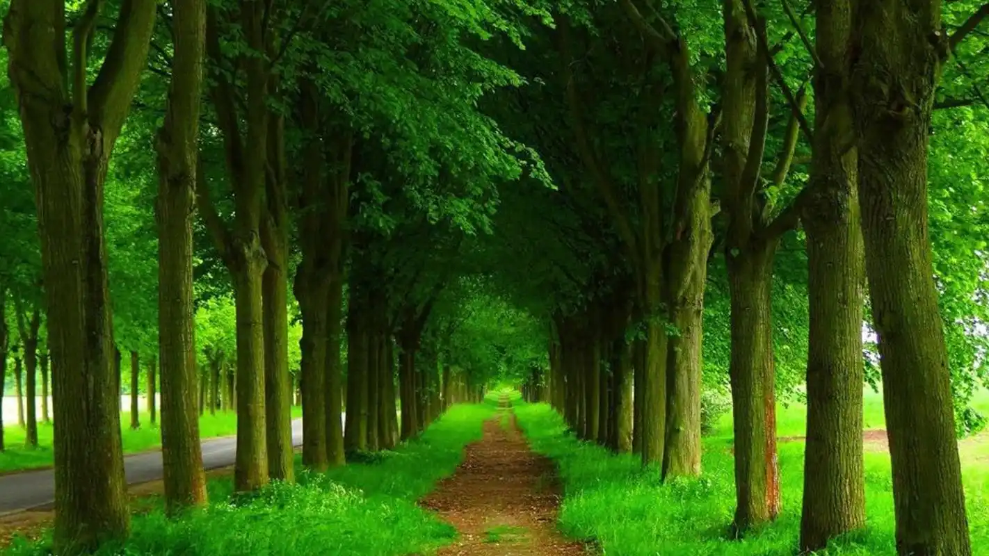 唯美自然森林风景桌面壁纸,风景壁纸,唯美,清新,森林,自然风光,壁纸